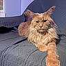 cat, couch, cozy, ears, eyes, feline, furry, ginger_cat, home, indoor, long_hair, maine_coon, nose, orange_fur, paw, pet, quilted_cover, relaxed, stretching, whiskers