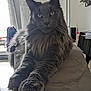 animal, cat, claws, curtain, ears, feline, furniture, gray_cat, home, household, indoor, long_fur, maine_coon, pet, portrait, relaxed, table, whiskers, window, yellow_eyes