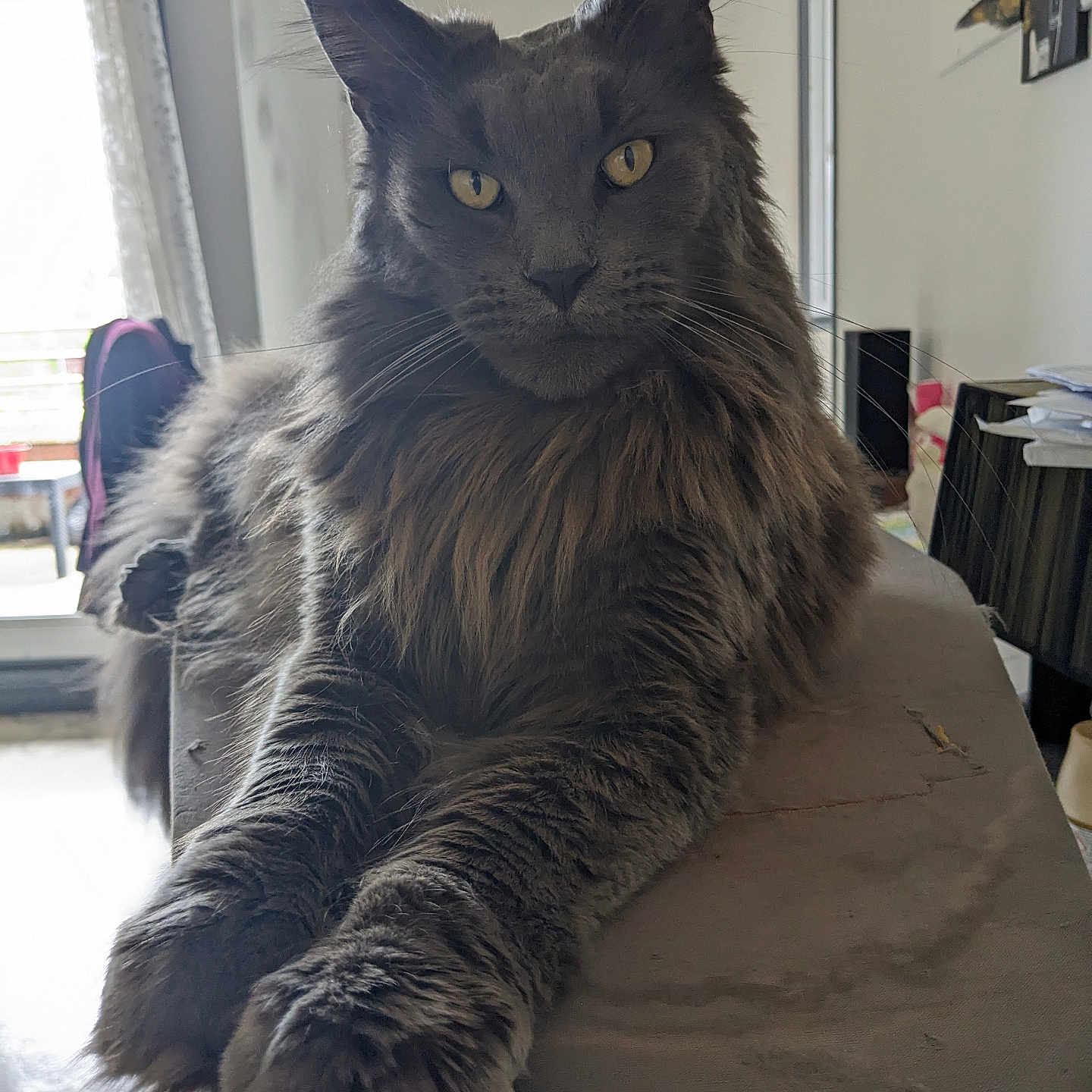 Ramsès a rejoint le concours — aidez-le/la à gagner de superbes lots ! animal, cat, claws, curtain, ears, feline, furniture, gray_cat, home, household, indoor, long_fur, maine_coon, pet, portrait, relaxed, table, whiskers, window, yellow_eyes