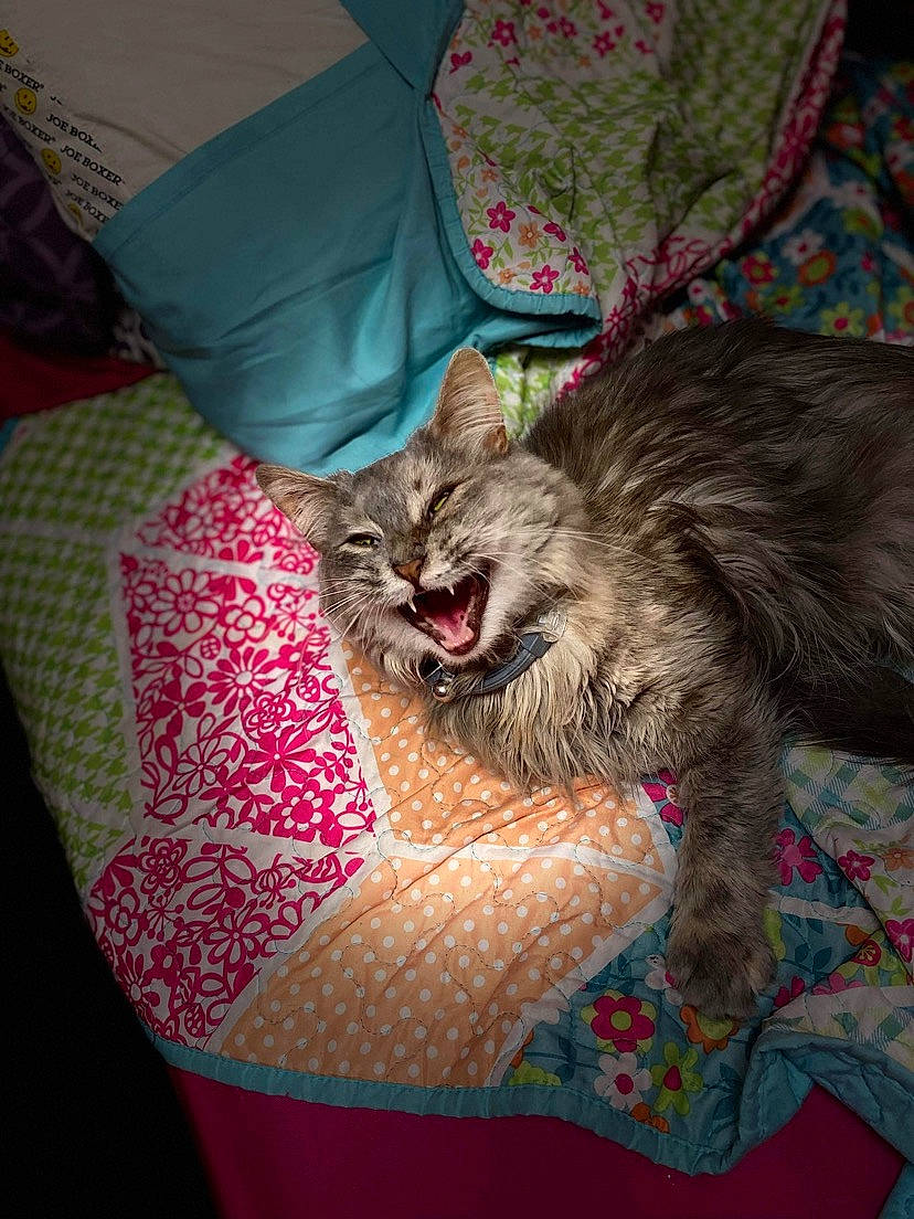 Fluff joined the competition — help win amazing prizes! carnivore, cat, claw, comfort, domestic_short_haired_cat, felidae, fur, human_leg, linens, magenta, pattern, paw, pillow, plant, small_to_medium_sized_cats, tail, terrestrial_animal, textile, whiskers