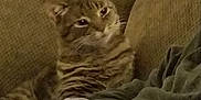 Trouble is registered to the contest to win money with this photo: cat, tabby, striped, couch, blanket, clothing, folded_clothes, arm, hand, indoor, home, relaxed, furniture, cozy, resting, pet, animal, domestic, warm, casual