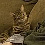 cat, tabby, striped, couch, blanket, clothing, folded_clothes, arm, hand, indoor, home, relaxed, furniture, cozy, resting, pet, animal, domestic, warm, casual
