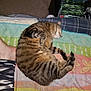 cat, tabby, sleeping, towel, striped, pet, indoor, carpet, foot, human, camo_shorts, cozy, resting, feline, brown, black_stripes, domestic_animal, household, relaxing, nap