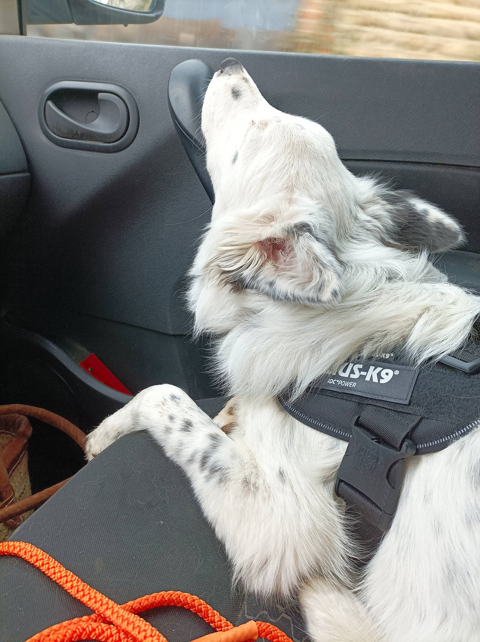 Céleste a rejoint le concours — aidez-le/la à gagner de superbes lots ! automotive_design, automotive_exterior, automotive_lighting, automotive_mirror, car, carnivore, companion_dog, dog, dog_breed, felidae, hood, motor_vehicle, personal_luxury_car, seat_belt, snout, vehicle, vehicle_door, whiskers, window, windscreen_wiper