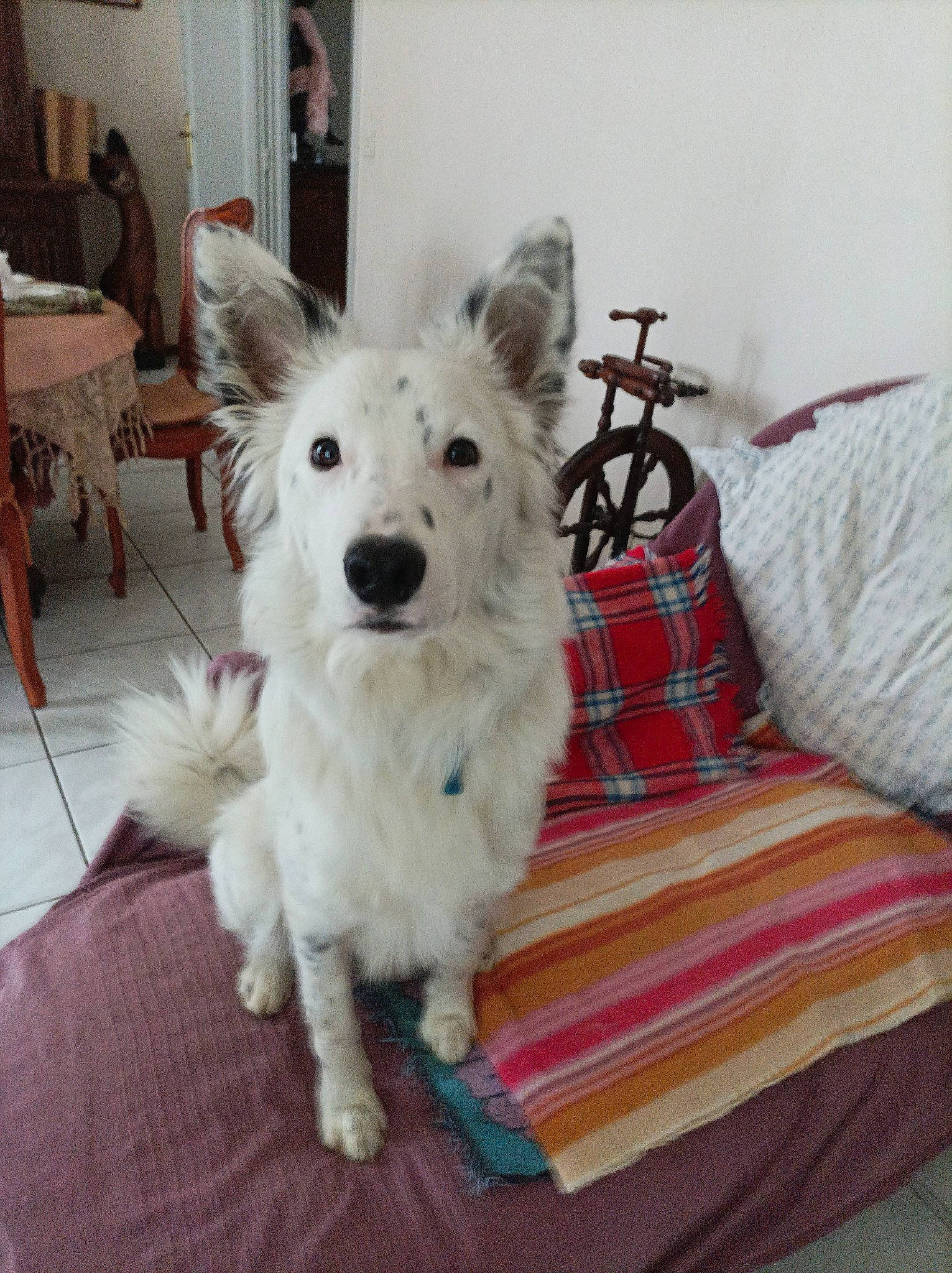 Céleste participe au concours pour gagner de l'argent avec cette photo : american_eskimo_dog, bedding, canidae, canis, carnivore, chair, comfort, companion_dog, dog, dog_breed, dog_supply, flooring, fur, giant_dog_breed, home_accessories, linens, picture_frame, sporting_group, volpino_italiano, working_dog