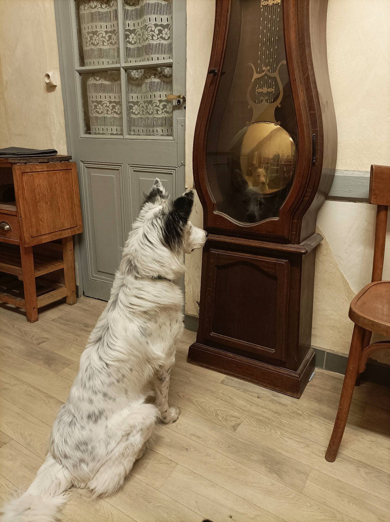 Céleste participe au concours pour gagner de l'argent avec cette photo : cabinetry, carnivore, companion_dog, dog, dog_breed, dog_supply, door, floor, flooring, hardwood, laminate_flooring, living_room, musical_instrument, room, tail, varnish, window_treatment, wood, wood_flooring, wood_stain