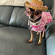 Cupcake joined the competition — help win amazing prizes! dog, small_dog, chihuahua, pet, clothing, hat, sunglasses, pink, floral_pattern, leather_couch, indoor, furniture, accessories, standing, collar, cute, animal, portrait, costume, home
