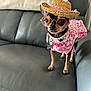 dog, small_dog, chihuahua, pet, clothing, hat, sunglasses, pink, floral_pattern, leather_couch, indoor, furniture, accessories, standing, collar, cute, animal, portrait, costume, home