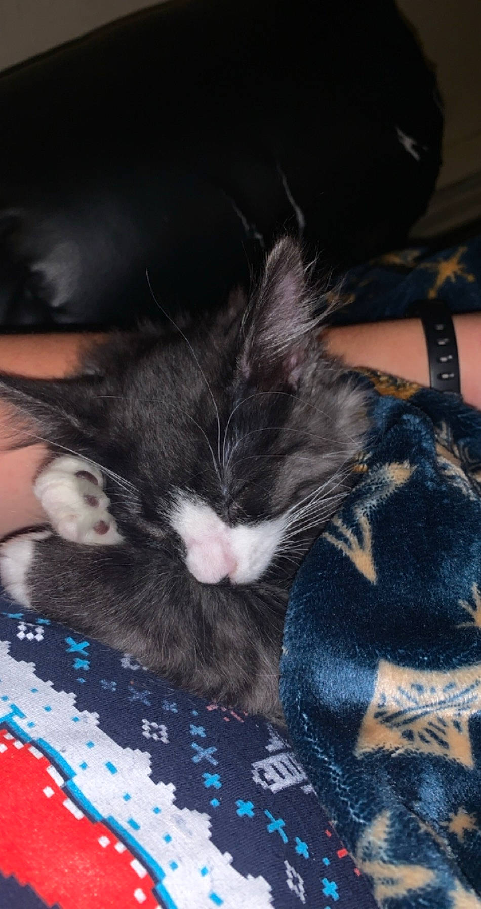 Amenadiel joined the competition — help win amazing prizes! carnivore, cat, european_shorthair, felidae, fur, kitten, nap, norwegian_forest_cat, sleep, small_to_medium_sized_cats, snout, whiskers