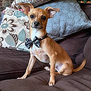 Finn is registered to the contest to win money with this photo: dog, small_dog, bow_tie, brown_coat, sitting, couch, pillows, indoor, pet, cute, alert, ears_up, musical_notes, decorative_pillows, furniture, portrait, animal, canine, domestic_animal, companion