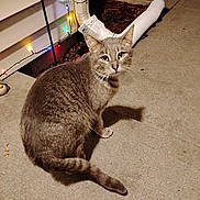 Sammy is registered to the contest to win money with this photo: cat, gray_cat, tabby, pet, animal, outdoor, night, string_lights, porch, concrete, downspout, mulch, curious, sitting, looking_at_camera, domestic_cat, feline, tail, whiskers, ears