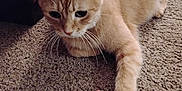Fred joined the competition — help win amazing prizes! animal, carpet, cat, closeup, curious, cute, domestic_cat, feline, fur, home, indoor, mammal, orange_tabby, paw, pet, playful, relaxed, resting, toy, whiskers