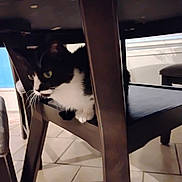 Frankie joined the competition — help win amazing prizes! cat, tuxedo_cat, chair, wooden_furniture, indoor, tile_floor, pet, animal, curious, black_and_white, whiskers, paws, feline, home, floor, legs, looking, sitting, quiet, low_angle