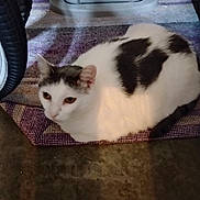 Mama Gurl is registered to the contest to win money with this photo: cat, ears, eyes, feline, floor, gray_spots, household, indoor, loaf, mat, patterned_rug, pet, relaxed, resting, rug, storage_bin, tire, wheel, whiskers, white_cat