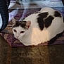 cat, ears, eyes, feline, floor, gray_spots, household, indoor, loaf, mat, patterned_rug, pet, relaxed, resting, rug, storage_bin, tire, wheel, whiskers, white_cat