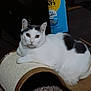 box, cardboard_scratch_pad, carpet, cat, cat_face, clutter, ears, eyes, feline, fur, gray_spot, household, indoor, looking_at_camera, pet, relaxed, scratcher, sitting, whiskers, white_cat