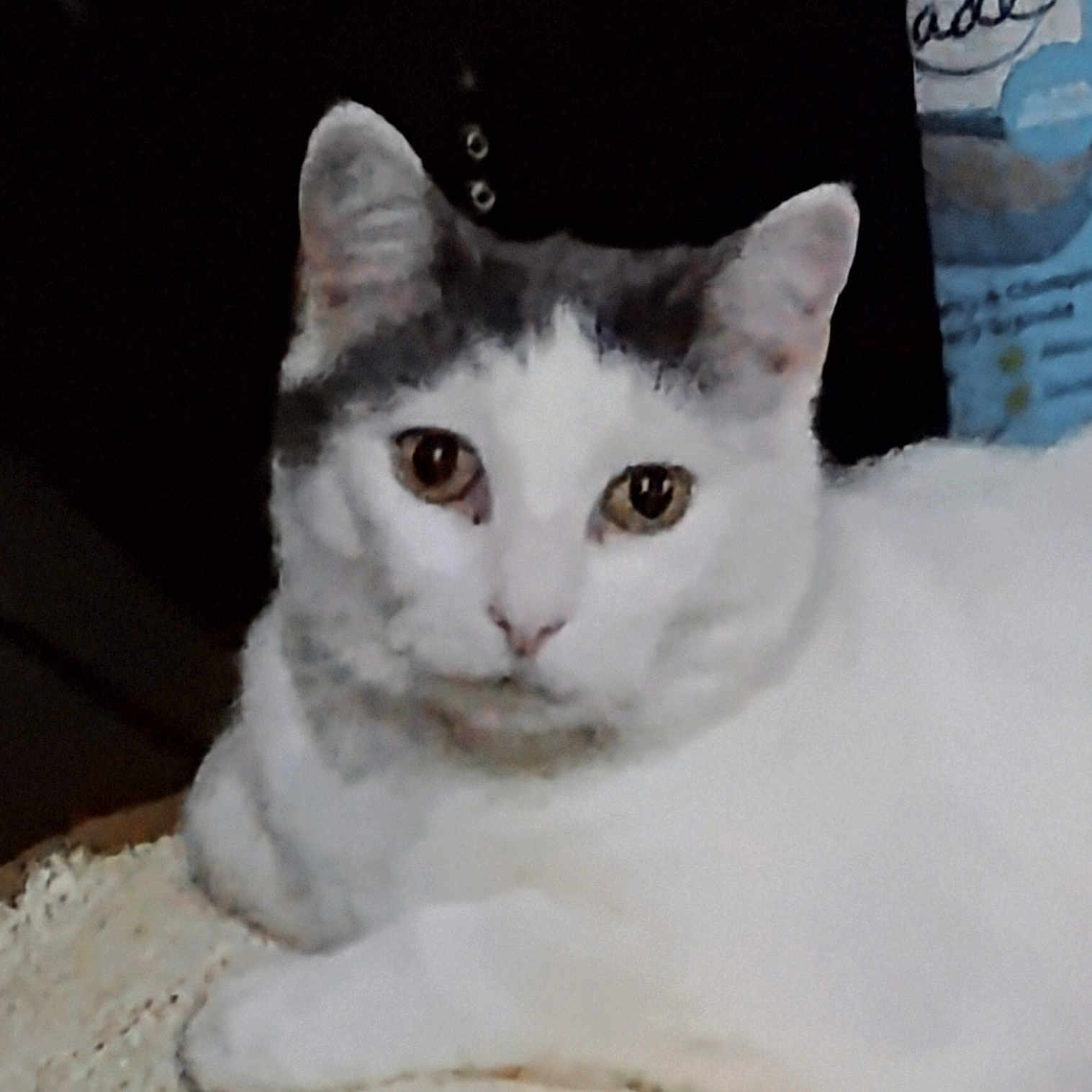Mama Gurl joined the competition — help win amazing prizes! animal_face, bed, blanket, cat, closeup, cozy, cushion, domestic_animal, ears, eyes, feline, gray_markings, indoor, looking_at_camera, pet, portrait, relaxed, soft_texture, whiskers, white_fur
