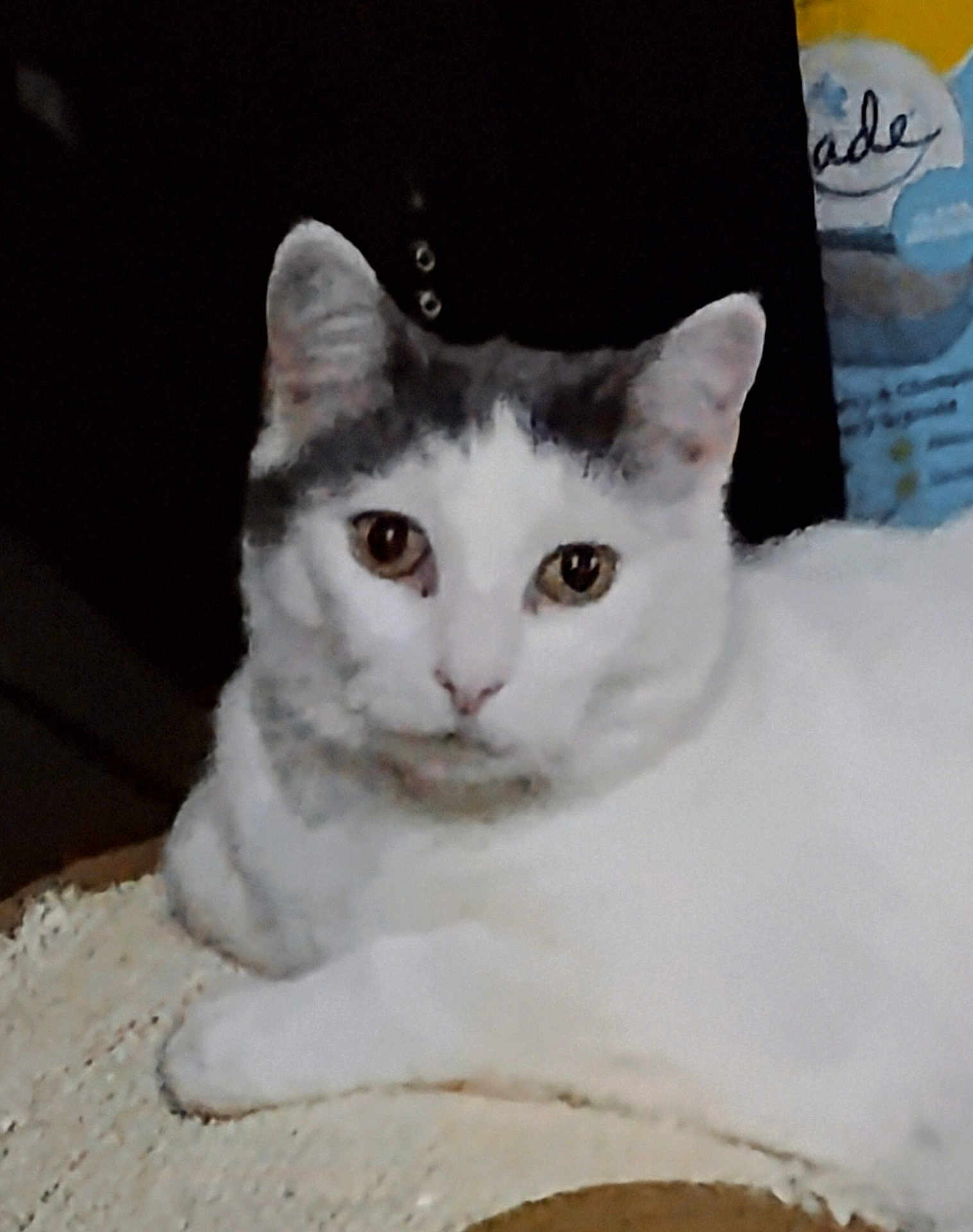 Mama Gurl joined the competition — help win amazing prizes! animal_face, bed, blanket, cat, closeup, cozy, cushion, domestic_animal, ears, eyes, feline, gray_markings, indoor, looking_at_camera, pet, portrait, relaxed, soft_texture, whiskers, white_fur
