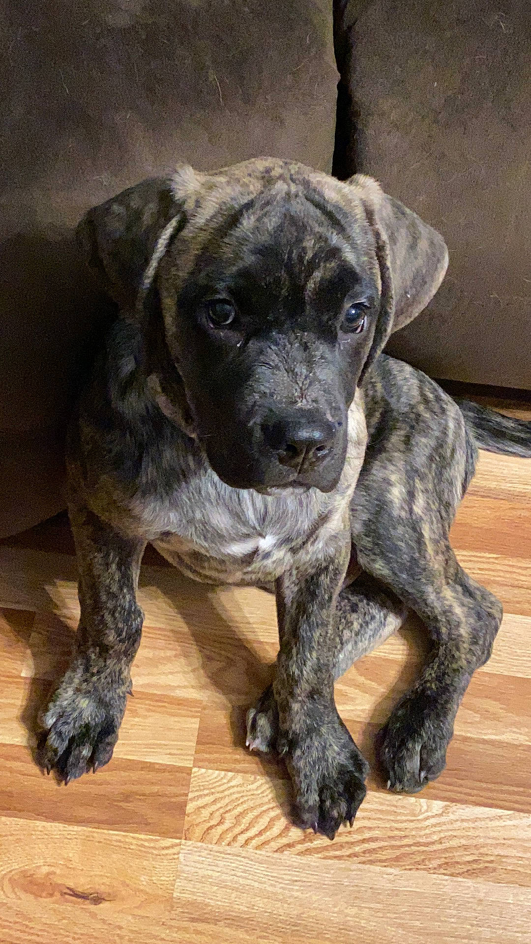 Zeus joined the competition — help win amazing prizes! canidae, carnivore, companion_dog, dog, dog_breed, fawn, floor, flooring, grey, hardwood, laminate_flooring, liver, mammal, snout, whiskers, wood, wood_flooring, wood_stain, working_animal, working_dog