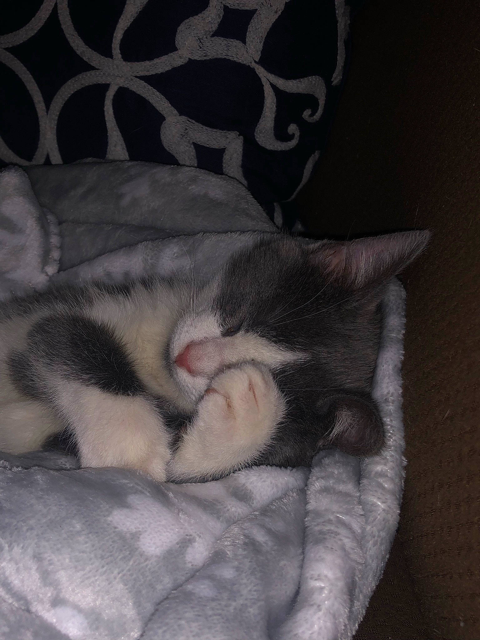 Khloe is registered to the contest to win money with this photo: canidae, carnivore, cat, cat_bed, claw, comfort, dog_breed, domestic_short_haired_cat, fawn, felidae, fur, grey, linens, nap, paw, small_to_medium_sized_cats, snout, tail, terrestrial_animal, whiskers