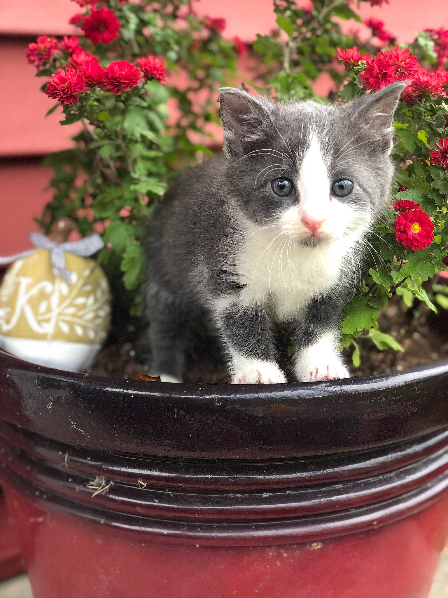 Khloe joined the competition — help win amazing prizes! annual_plant, carnivore, cat, domestic_short_haired_cat, felidae, flower, flowerpot, fur, grass, groundcover, herb, herbaceous_plant, houseplant, petal, plant, shrub, sitting, small_to_medium_sized_cats, tail, whiskers