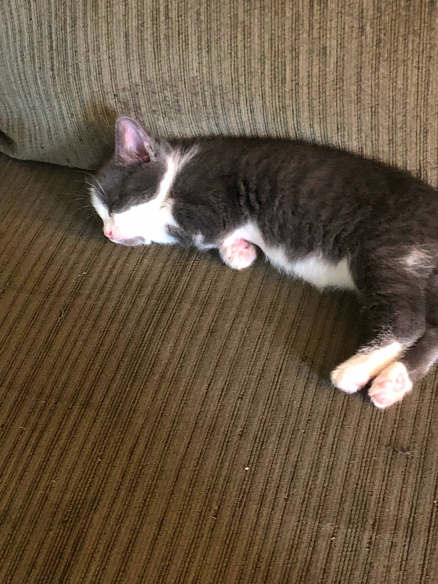 Khloe joined the competition — help win amazing prizes! carnivore, cat, comfort, dog_breed, domestic_short_haired_cat, felidae, floor, flooring, foot, fur, grass, hardwood, laminate_flooring, paw, small_to_medium_sized_cats, snout, tail, whiskers, wood, wood_flooring