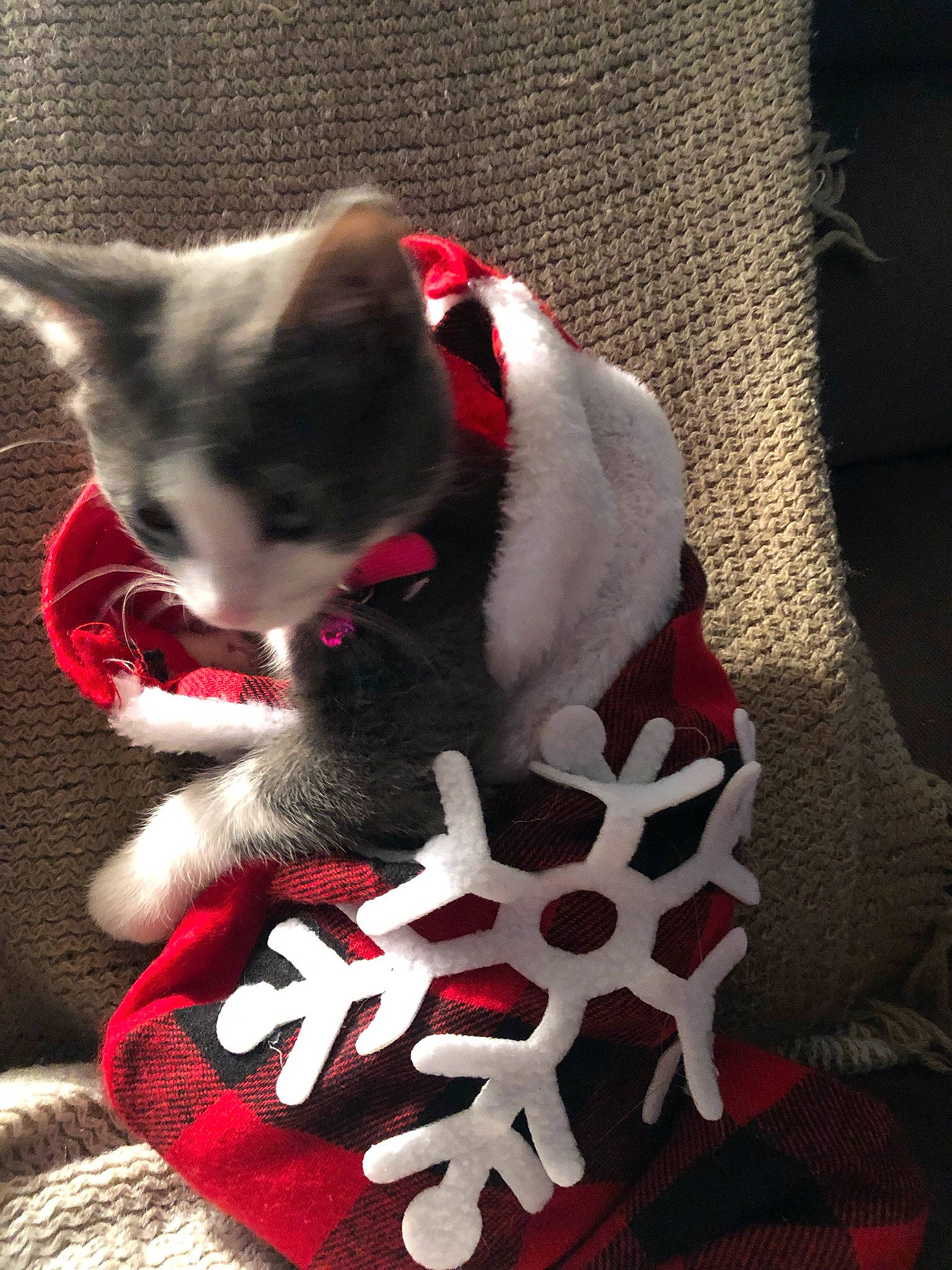 Khloe is registered to the contest to win money with this photo: carmine, carnivore, cat, comfort, dog_breed, felidae, fictional_character, font, foot, fur, mammal, non_sporting_group, pattern, paw, photo_caption, small_to_medium_sized_cats, snout, tail, whiskers, window