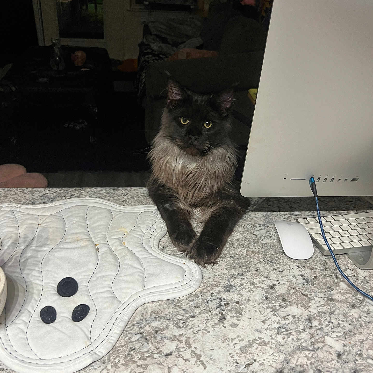 Fenrir is registered to the contest to win money with this photo: animal, architecture, cat, computer, computerhardware, computerkeyboard, couch, electronics, furniture, hardware, homedecor, laptop, monitor, mouse, pc, person, pet, screen, table, wood