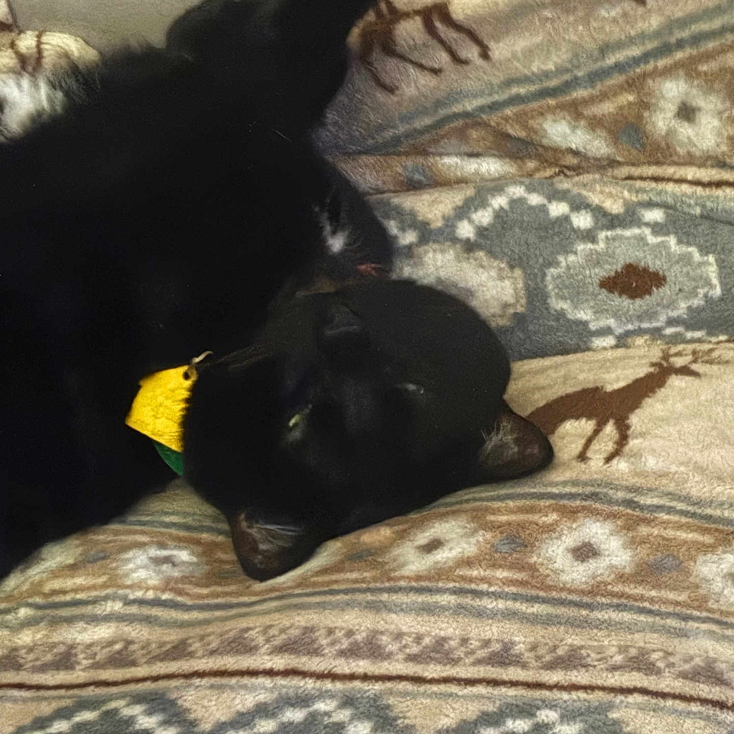 Oso Jr. is registered to the contest to win money with this photo: animal, black_cat, blanket, cat, closeup, collar, cozy, cute, domestic_cat, feline, fur, indoor, laying_down, patterned_blanket, pet, relaxed, resting, sleeping, soft_texture, whiskers