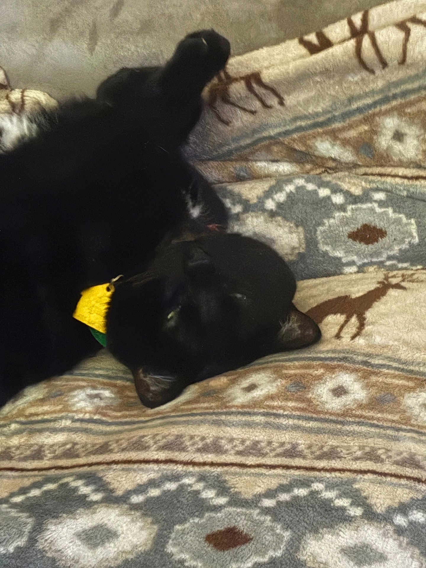 Oso Jr.
