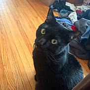 Oso Jr. joined the competition — help win amazing prizes! black_cat, cat, pet, animal, wooden_floor, indoor, clothing_pile, cardboard_box, yellow_eyes, curious, feline, fur, head_tilt, candid, natural_light, domestic, flooring, messy_room, furniture, indoor_pet