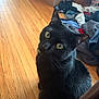 black_cat, cat, pet, animal, wooden_floor, indoor, clothing_pile, cardboard_box, yellow_eyes, curious, feline, fur, head_tilt, candid, natural_light, domestic, flooring, messy_room, furniture, indoor_pet
