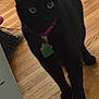 black_cat, cat, pet, animal, wooden_floor, broom, box, collar, tag, indoor, curious, fur, four_legs, tail, domestic_animal, feline, walking, home, flooring, blurry