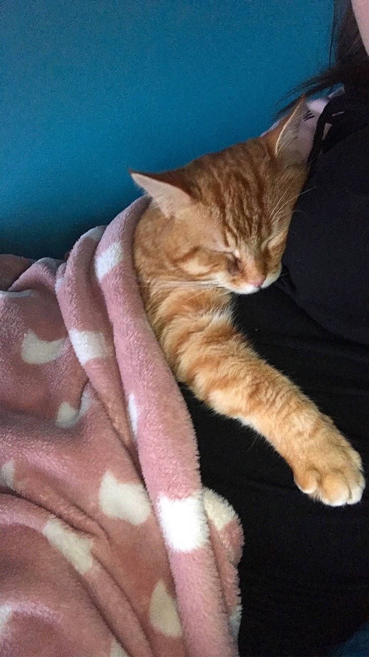 Simba a rejoint le concours — aidez-le/la à gagner de superbes lots ! carnivore, cat, claw, comfort, domestic_short_haired_cat, fawn, felidae, foot, fur, human_leg, leg, linens, paw, small_to_medium_sized_cats, snout, tail, terrestrial_animal, whiskers, wildlife, wrinkle