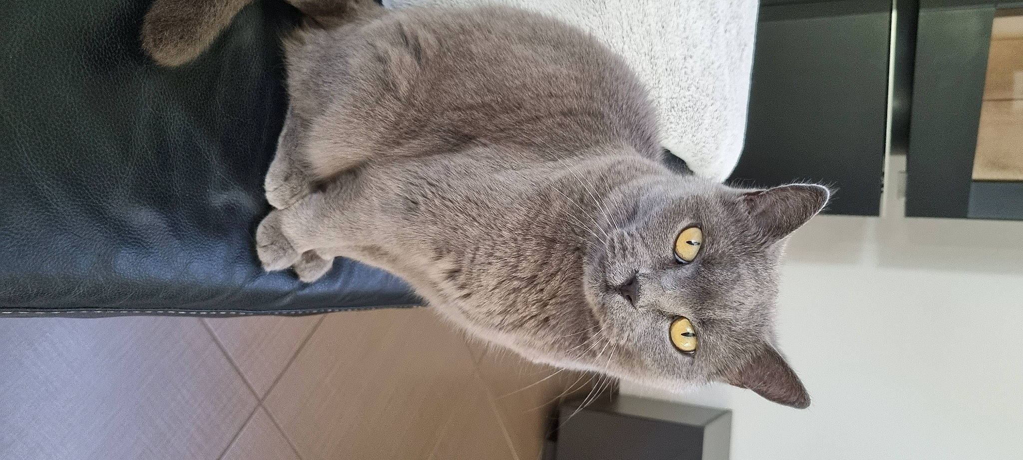 Gomette participe au concours pour gagner de l'argent avec cette photo : carnivore, cat, domestic_short_haired_cat, ear, eye, felidae, fur, grey, plant, russian_blue, small_to_medium_sized_cats, snout, whiskers, window