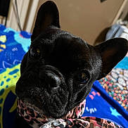 Maggie joined the competition — help win amazing prizes! adorable, animal, black_dog, blanket, canine, closeup, companion, cute, dog, domestic_animal, ears, face, french_bulldog, fur, indoor, looking_at_camera, pet, portrait, scarf, small_dog