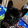 adorable, animal, black_dog, blanket, canine, closeup, companion, cute, dog, domestic_animal, ears, face, french_bulldog, fur, indoor, looking_at_camera, pet, portrait, scarf, small_dog