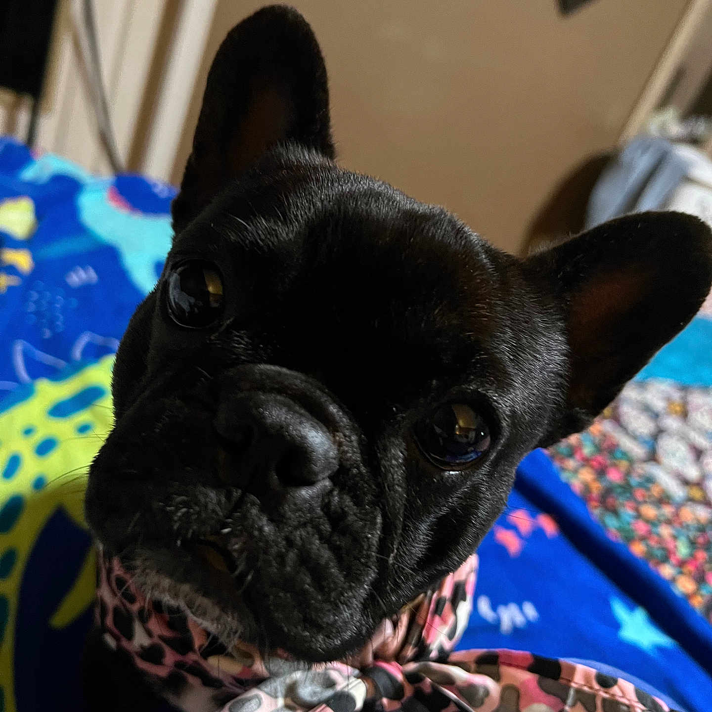Maggie joined the competition — help win amazing prizes! adorable, animal, black_dog, blanket, canine, closeup, companion, cute, dog, domestic_animal, ears, face, french_bulldog, fur, indoor, looking_at_camera, pet, portrait, scarf, small_dog