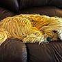 dog, sleeping, couch, leather, fur, golden, pet, indoor, relaxing, animal, cozy, resting, long_hair, home, mammal, canine, domestic_animal, furniture, nap, quiet