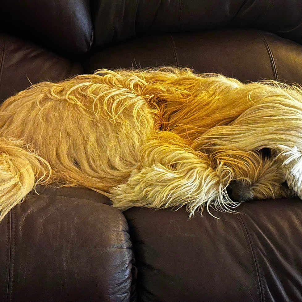 Stella joined the competition — help win amazing prizes! animal, canine, couch, cozy, dog, domestic_animal, fur, furniture, golden, home, indoor, leather, long_hair, mammal, nap, pet, quiet, relaxing, resting, sleeping