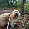 adventure, bark, canine, daylight, dog, forest, fur, greenery, happy, leash, nature, outdoor, pet, plants, shrubbery, tongue_out, trail, tree, walk, woodland