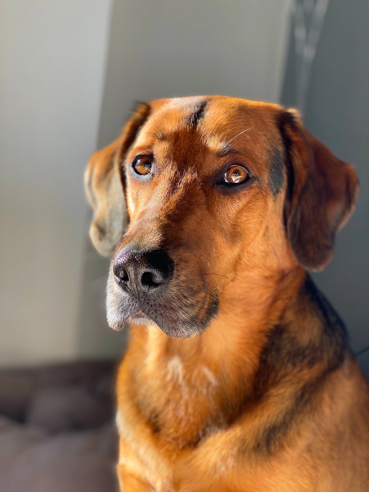 Lova a rejoint le concours — aidez-le/la à gagner de superbes lots ! austrian_pinscher, black_mouth_cur, broholmer, canidae, carnivore, companion_dog, dog, dog_breed, fawn, hound, mammal, mountain_cur, nose, potcake_dog, rare_breed_dog, rhodesian_ridgeback, snout, sporting_group, vertebrate, whiskers