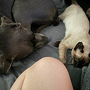 Optimus Prime is registered to the contest to win money with this photo: animal, bed, cat, closeup, comfort, companion, cozy, dark_dog, dog, friendship, fur, human_leg, indoor, nap, pet, quiet, relaxation, resting, siamese_cat, sleeping
