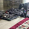 Optimus Prime is registered to the contest to win money with this photo: animal, blanket, blanket_pile, carpet, cat, collar, cozy, crate, curious, dog, floor, furniture, home, indoor, light, metal, pet, resting, toy, window