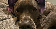 Optimus Prime is registered to the contest to win money with this photo: animal_accessory, bedroom, blanket, closeup, cozy, dog, domestic_animal, fur, furniture, headband, indoor, lying_down, napping, pet, purple_ears, relaxed, resting, snout, soft_texture, television