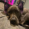 animal_accessory, bedroom, blanket, closeup, cozy, dog, domestic_animal, fur, furniture, headband, indoor, lying_down, napping, pet, purple_ears, relaxed, resting, snout, soft_texture, television
