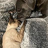 Optimus Prime is registered to the contest to win money with this photo: animal, blanket, cat, close_up, companion, cozy, cute, cute_pet, dog, friendship, fur, indoors, mammal, peaceful, pet, relaxation, resting, sleeping, snuggling, soft