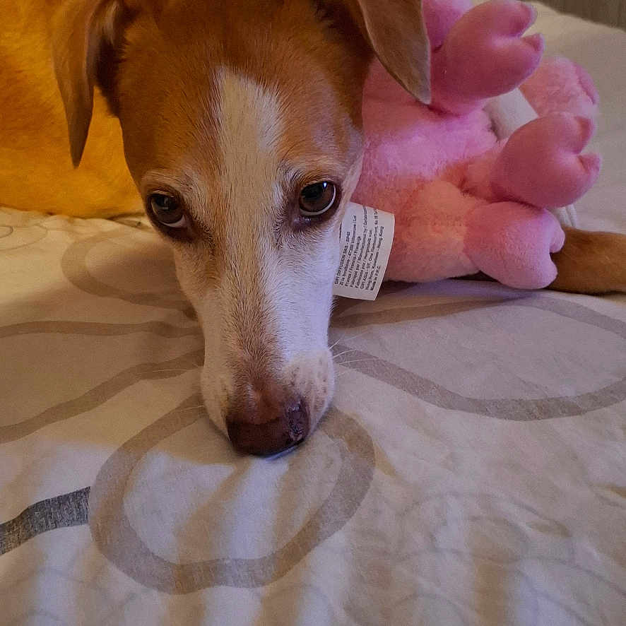 Lola participe au concours pour gagner de l'argent avec cette photo : dog, brown_and_white_dog, pet, sleepy, lying_down, resting, bed, bedroom, blanket, plush_toy, pink_toy, cuddling, indoor, cozy, close_up, portrait, floppy_ears, white_stripe, brown_fur, relaxed