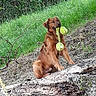 animal, bark, canine, dog, forest, fur, golden_retriever, grass, greenery, leaf, log, nature, outdoor, pet, playful, sitting, tennis_ball, toy, tree, wood