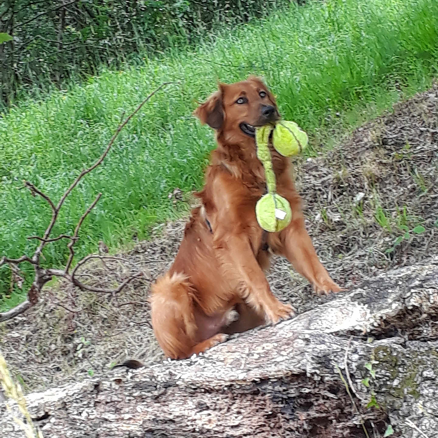 Baztan participe au concours pour gagner de l'argent avec cette photo : animal, bark, canine, dog, forest, fur, golden_retriever, grass, greenery, leaf, log, nature, outdoor, pet, playful, sitting, tennis_ball, toy, tree, wood